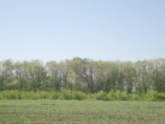 Deţinuţii ecologizează pădurea de la Valu